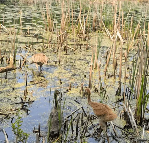 Colts (young sandhill cranes) have about a 50% (high end) survival rate from hatchling to fledging. These expert sandhill crane parents raised a different species alongside their own and have kept both alive. Now they fly and dance together.