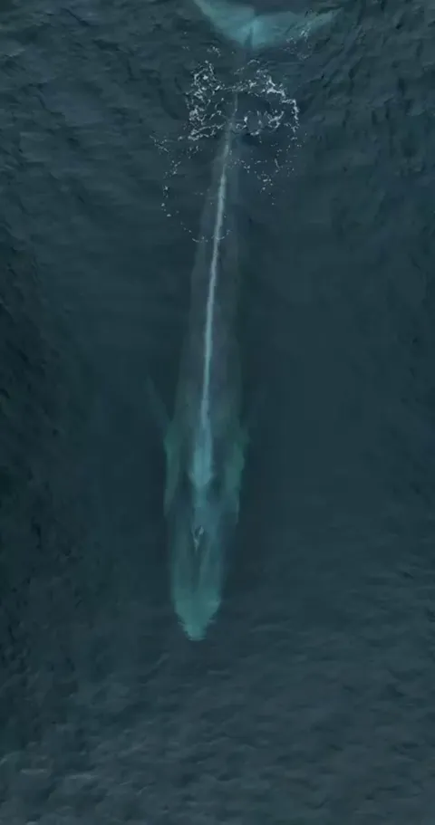 🔥 massive blue whale and calf