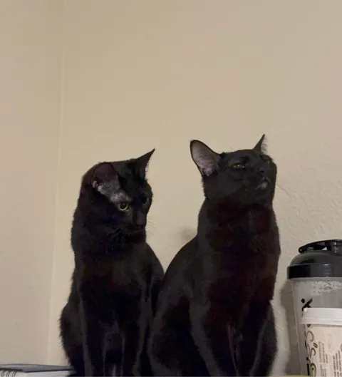 I’m breaking down. My cat has been meowing 24/7 for 2 months and I don’t know what to do anymore.