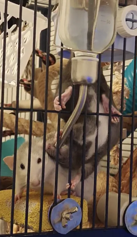 she's not the brighest