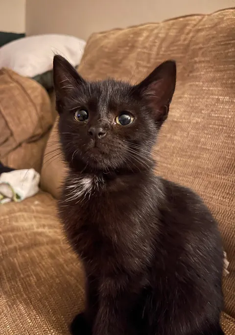Found this tiny void on the side of the road, 4 flea baths and 1 tiny bandana later, here he is. Meet Arlo!