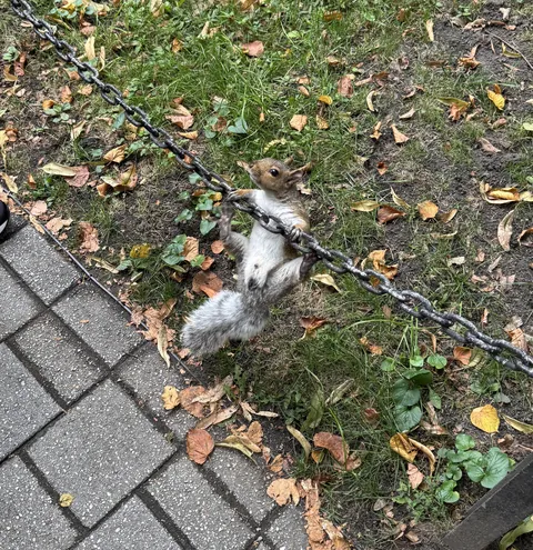 I met a friendly Squirrel at Granary Burying Ground in Boston