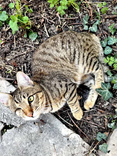 She had a tough start, but is now enjoying her best life 💕💕💕 Rescued kitties are AMAZING 💕💕