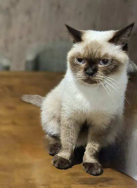She sits on the table and cries every time I take a bite of my chicken.