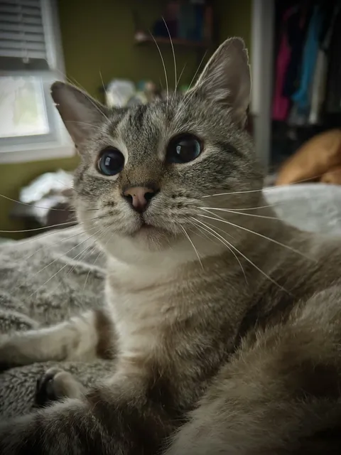 Does anyone know why my recently-adopted kitty’s ears have notches in them? I’ve had five other cats before, and have never seen this. Is it his genetics? 