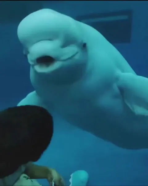 Beluga whale trying to scare kid.
