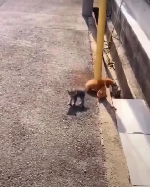 Feline Security Guard