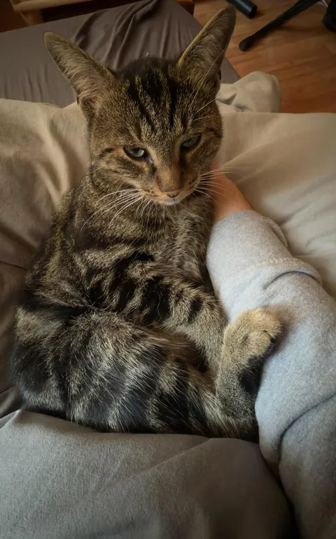 Not letting my “outside” cat outside anymore