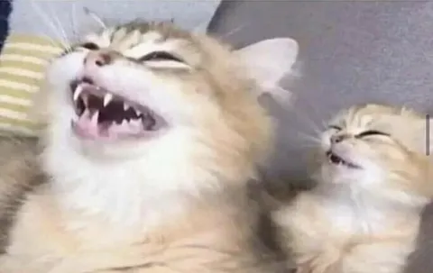 When your child got your personality and now you have a toxic version of yourself.