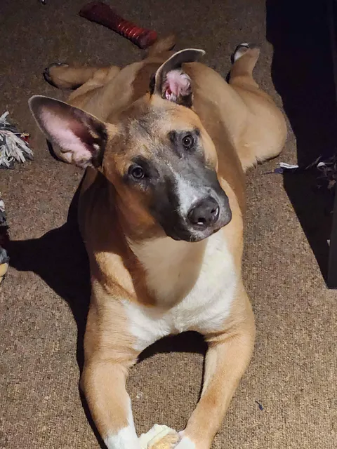 Adopted this gorgeous boy in May. Meet Mr Sir!