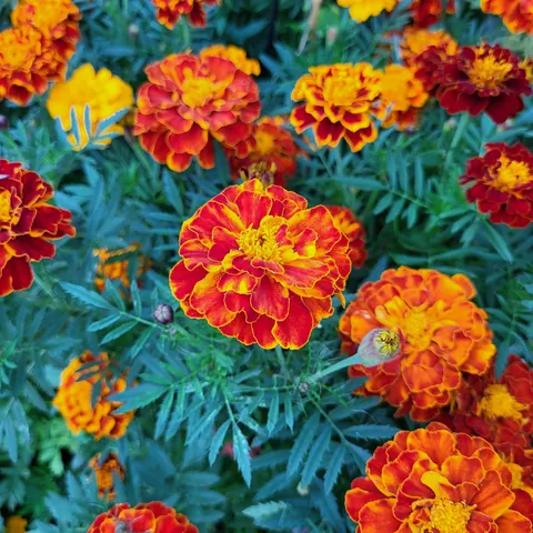 My son grew these gorgeous Marigolds