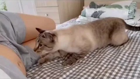 Cat realized her owner is pregnant and her reaction melted my heart bruh 😭♥️