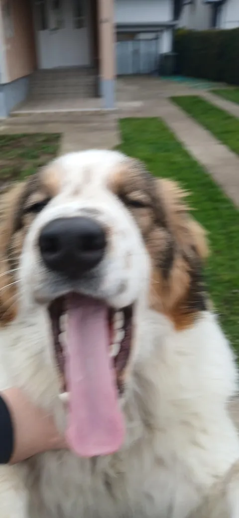 My Bosnian Shepard-Tornjak ,he has 10 months