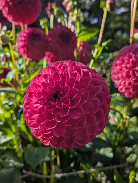 The flower structure of these dahlias.