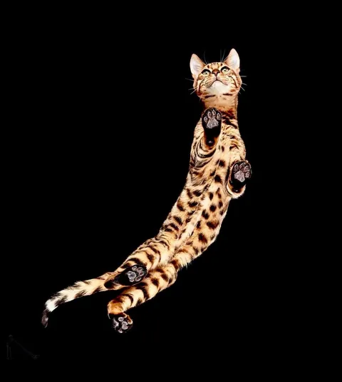 🔥 Bottoms Up: Discovering the Underside of the Animal Kingdom