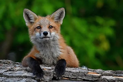 A fox at a local wooded park