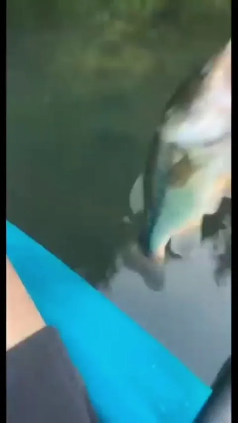 Man Releasing a fish