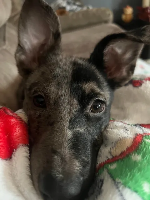 Willow the 2 faced dog. She’s an Australian Shepherd German Shepherd mix who’s almost 6 months old