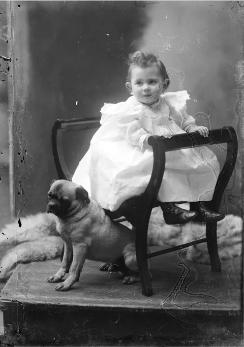 Glass negative of a boy with a pug in it's original form, more than 100 years ago, Virginia, (1890)