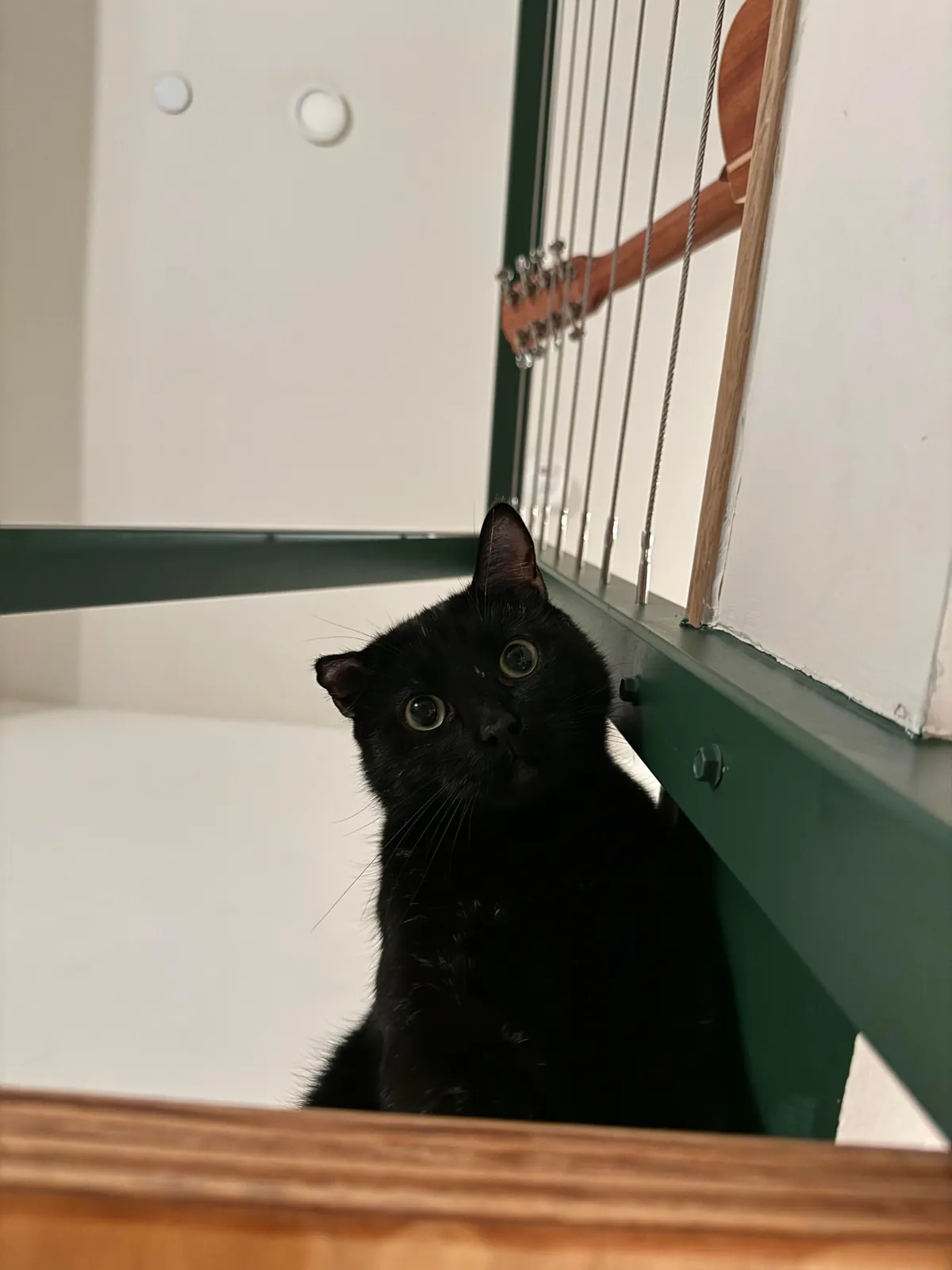 I lost my soul cat 💔