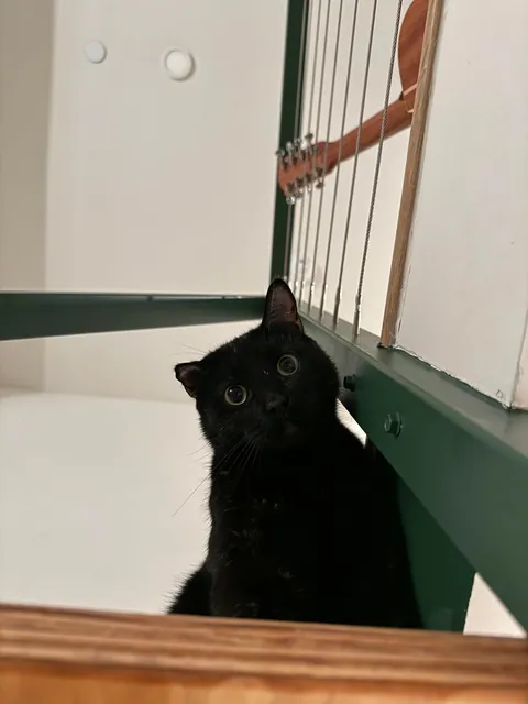 I lost my soul cat 💔