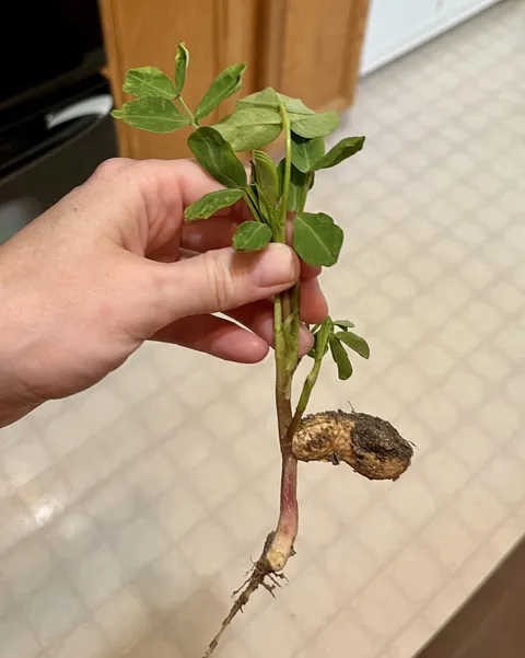 Pulled a weed in my flower bed that turned out to be a peanut plant.