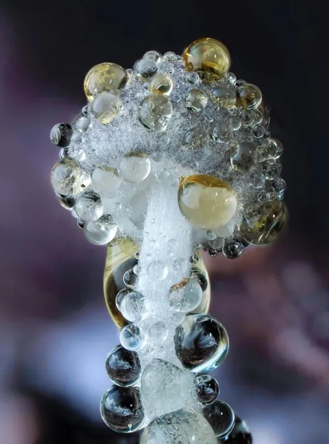 New Zealand photographer takes stunning photos of tiny mushrooms