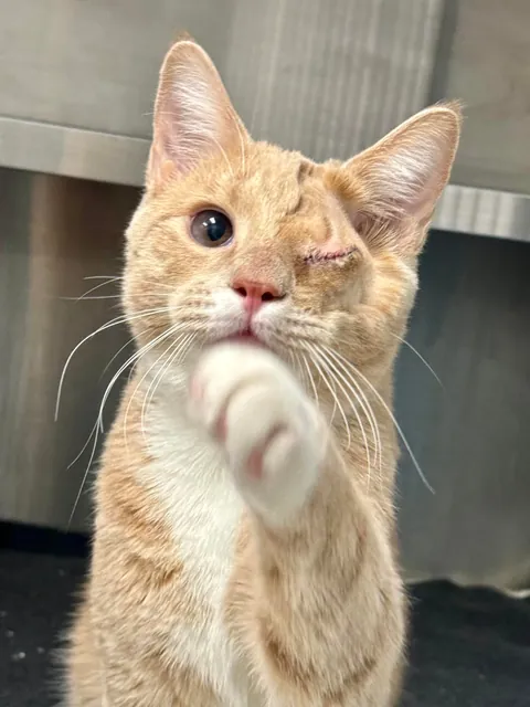 Im a shelter vet tech and my friend Atlas is feeling good after his procedure!