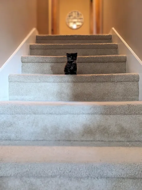 Update #2 - Elsa the ice princess is a celebrity!