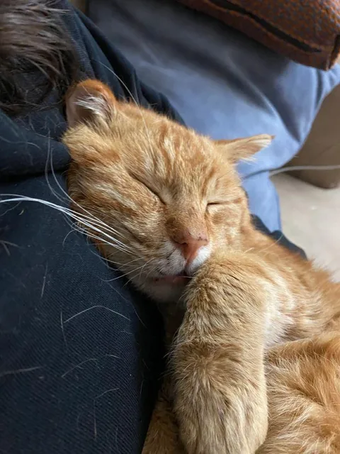 Officially a human pillow and totally Ok with it