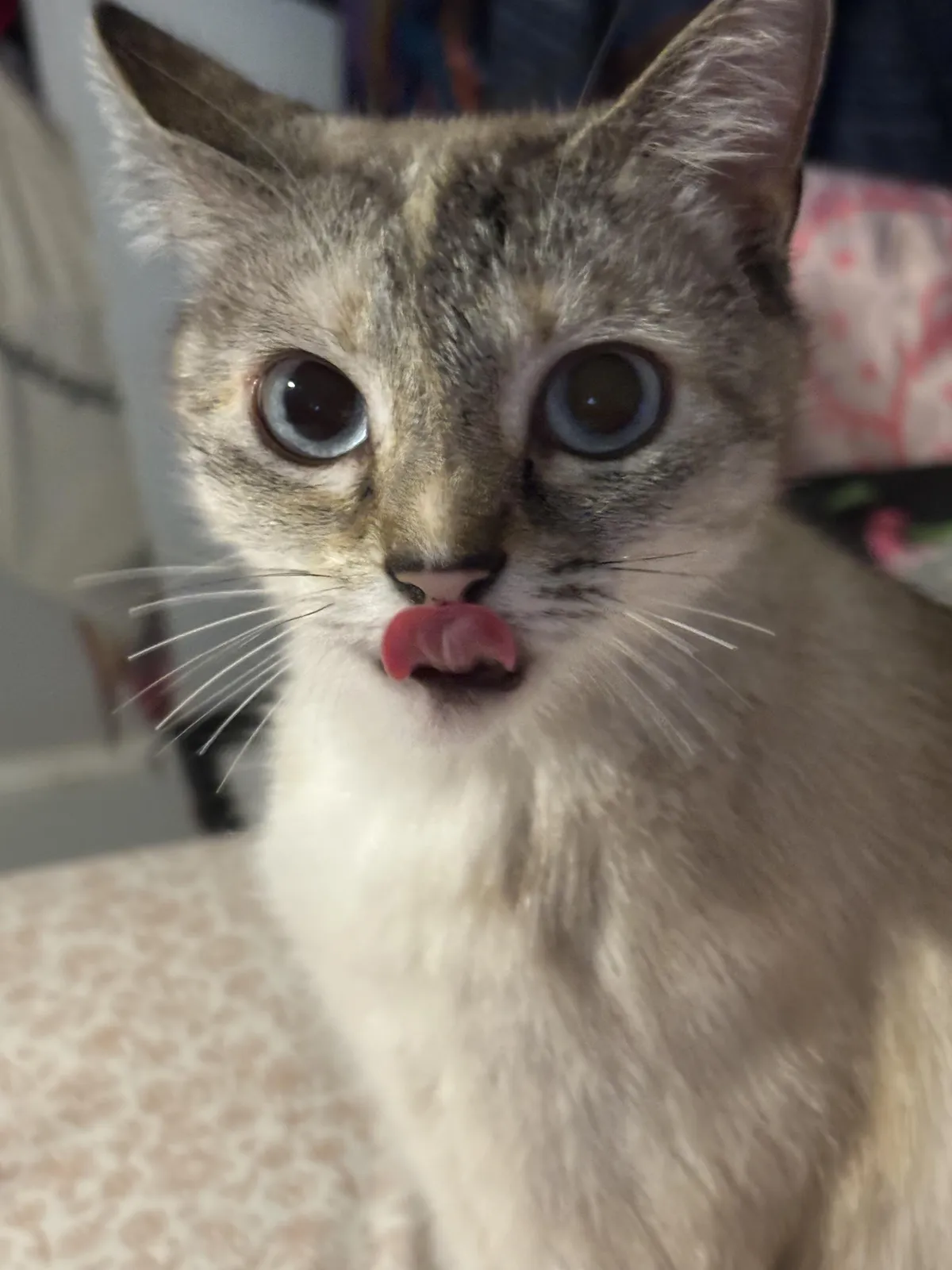 My daughter cut my cats whiskers