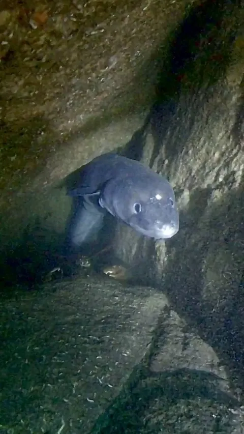 🔥Despite the usual predator/prey relationship, conger eels and lobsters are sometimes found cohabiting the same caves [OC]