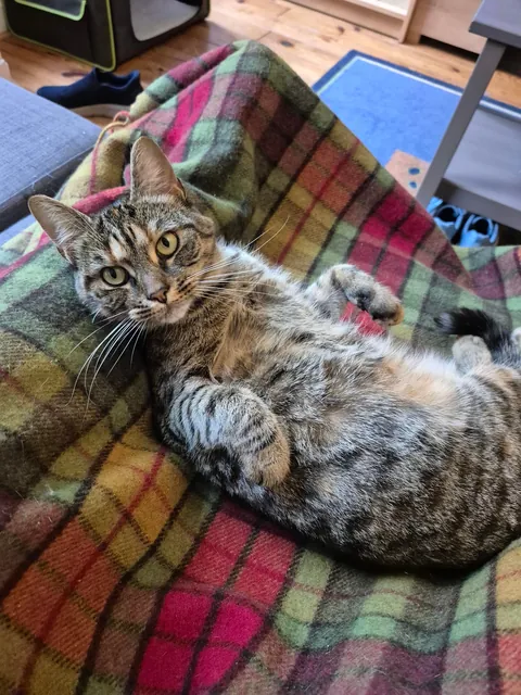 What are you waiting for, human! This belly is not gonna rub itself!