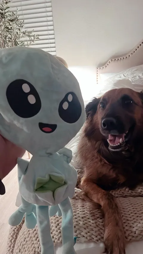 Teddy loves his toys