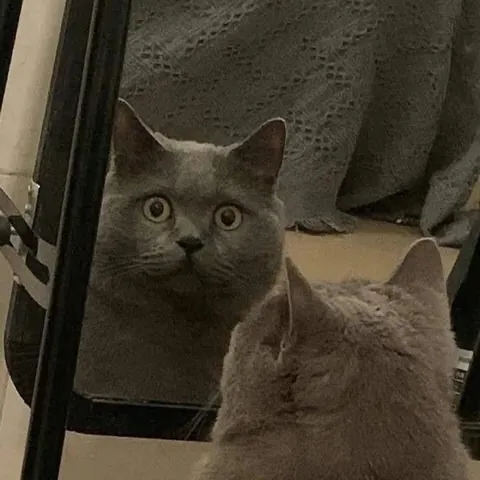 Practicing his scary look and felt embarrassed after realizing he’s being watched 😂