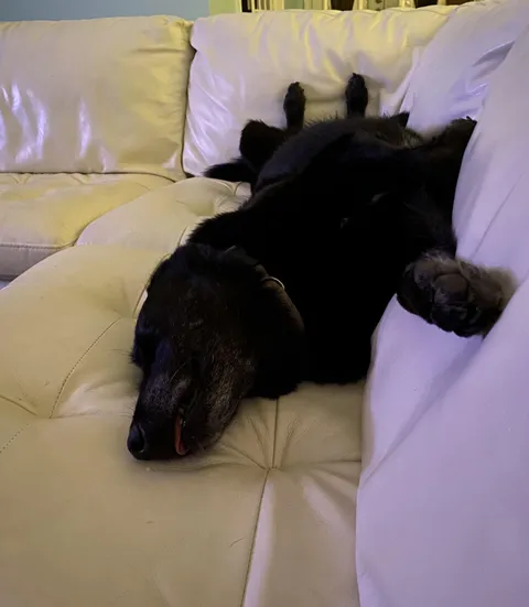 Mom is puppy sitting my dog, who isn’t allowed on the couch. She sent me this pic and said ‘well her feet aren’t on it’