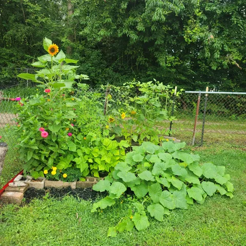 I'm unreasonably proud of my beautifully chaotic and overcrowded itsy bitsy teeny tiny garden.