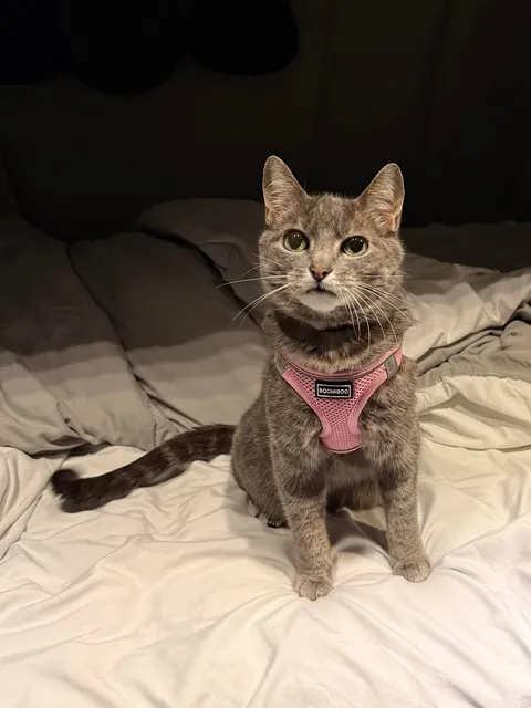 Lola is a truck driver 🚛!! She is 11 years old. 🙂