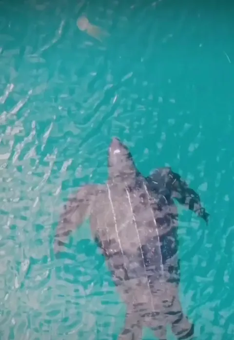 Leatherback turtle coasts to a jellyfish snack and keeps swimming