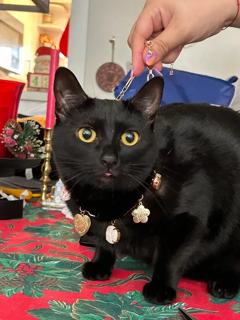 Tell ketchup she looks pretty with her necklace 🥰🙏💎