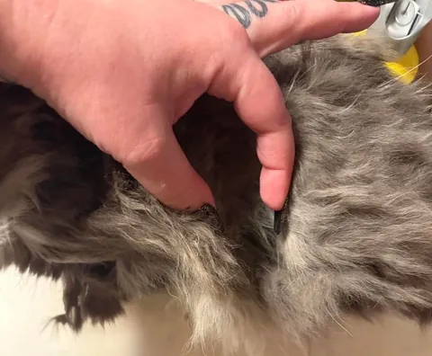 Update on Stella: the emaciated, abused cat, confined to a bathroom for 10 years - mats are removed and she’s ready for her new life with her loving home!