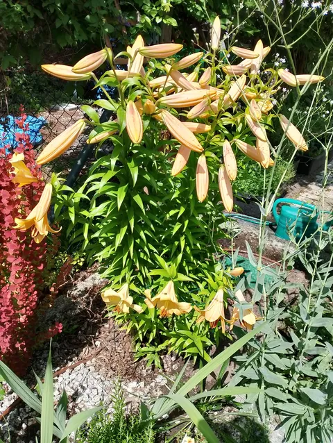 Summer flowers