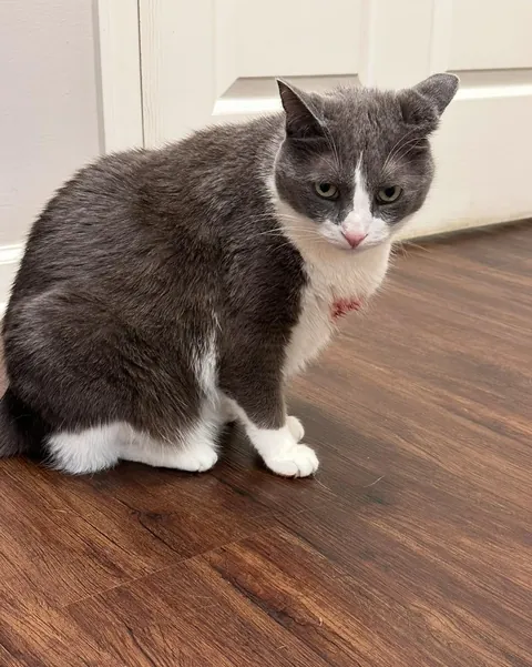 My cat had to get bloodwork done. Took 10 pokes to find a vein. 10th poke she bit my arm and shook like a damn alligator. Yes, that’s my blood on her. Yes I am on antibiotics. No, she is not normally an aggressive cat.