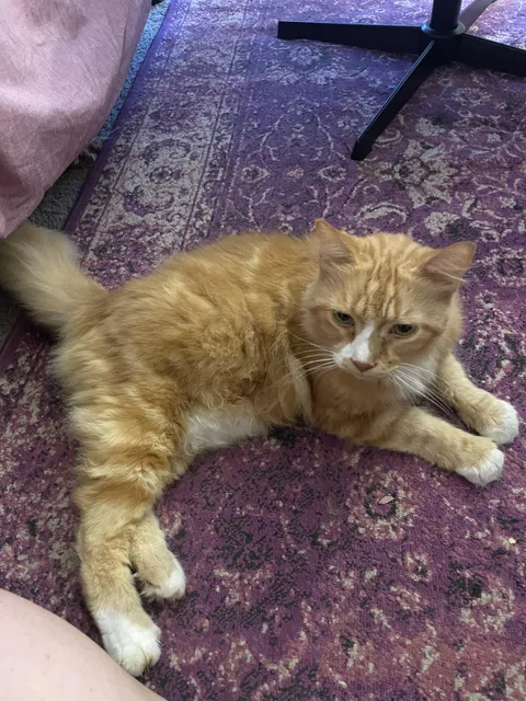 Neighbors moved out and left their 12 year old senior gentleman. Welcome to your new home Red!