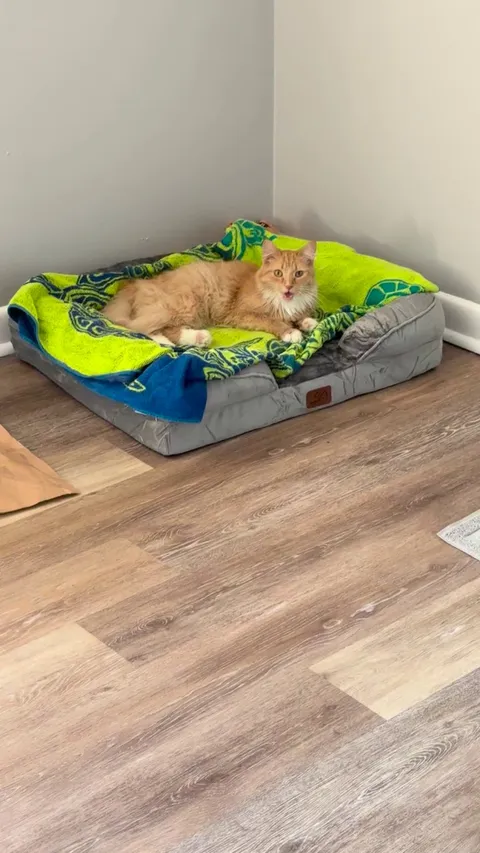 My new cat always hisses at me before coming to say hello??