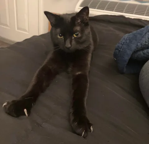 This is Shadow. She is literally my shadow. I cant even use the bathroom in peace. She is smart, curious &amp; the boss. 💞