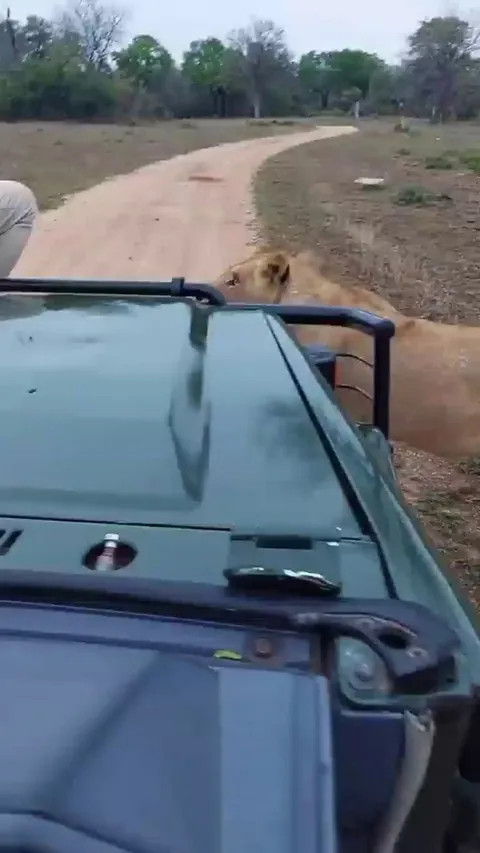 As long as people on or in safari vehicles keep still and quiet, a wild lion attack is extremely rare. They view the humans and vehicle as one large, non-threatening entity