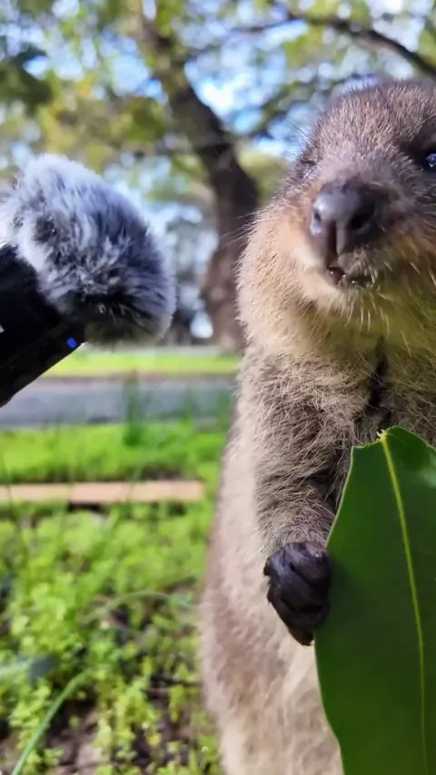 Kokaka eating a Leaf.