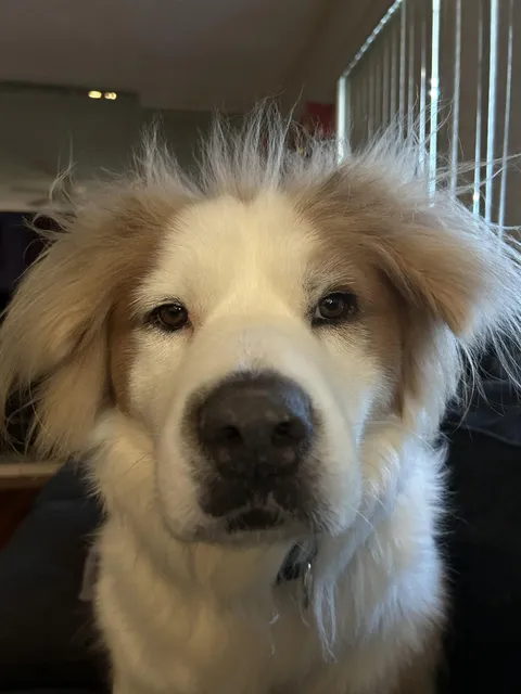 Good nap.  Walkies now?