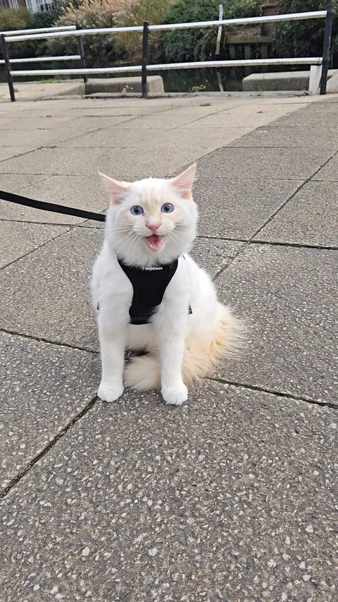 Mr Derp had his first walk